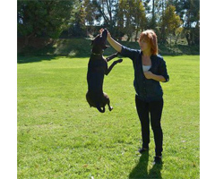 Train Your Dog Not to Jump Part 1 | Dog Training Nation