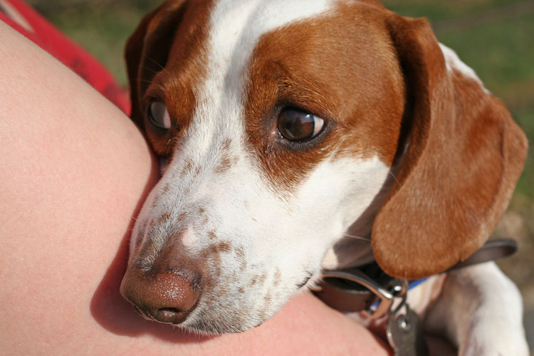 how to fearful dogs how to fearful dogs nation how to fearful dogs how to fearful dogs nation