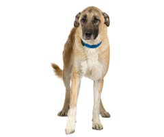 Books On Training Fearful Dogs Books On Training Fearful Dogs