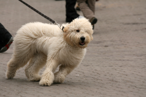 Dog Pulling Dog Pulling