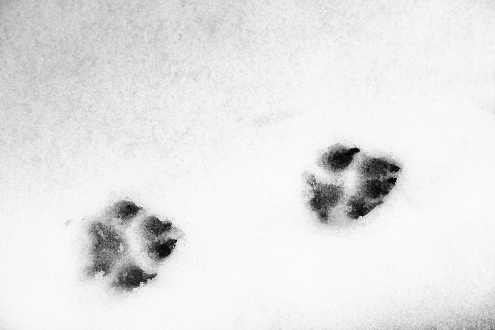 paw protection paw protection paw protection paw protection
