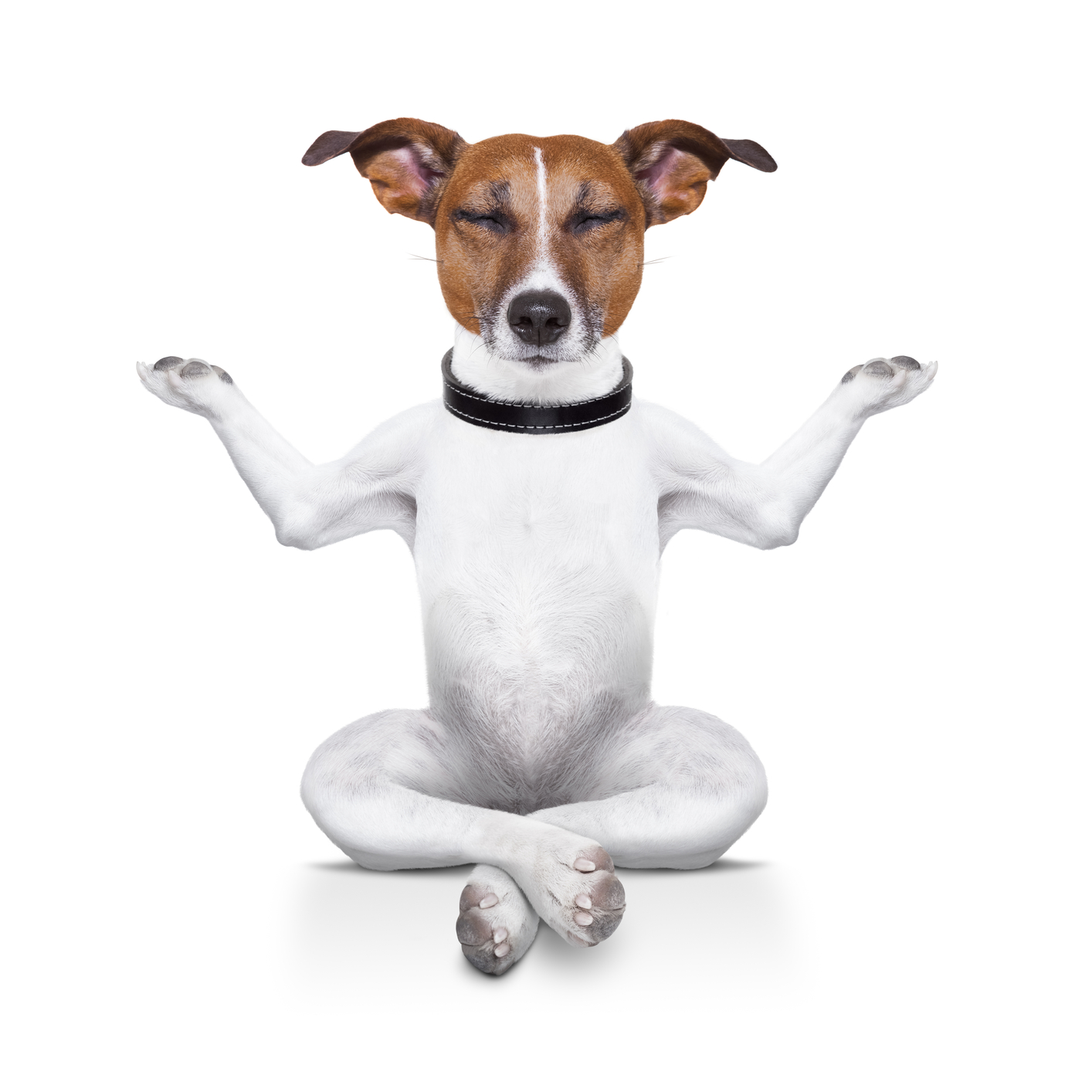 anxious dog tips anxious dog tips