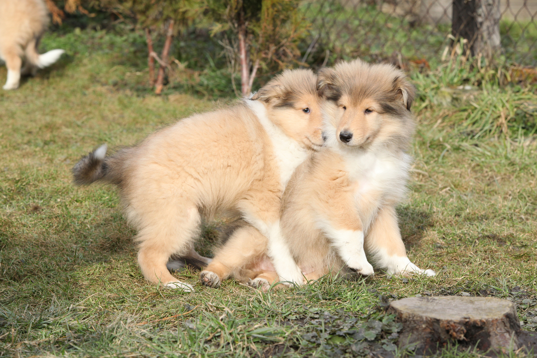 puppy humps why do dogs hump nation puppy humps why do dogs hump nation