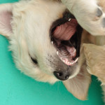puppy teething relief puppy biting nation puppy teething relief puppy biting nation