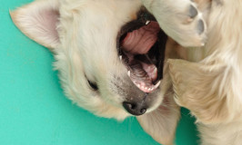 puppy teething symptoms puppy teething archives nation puppy teething symptoms puppy teething archives nation