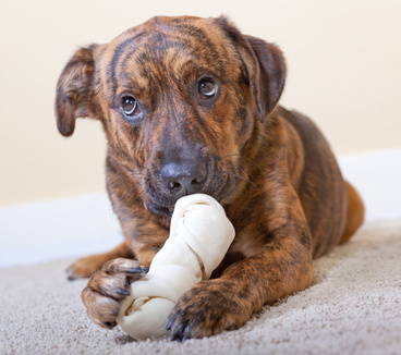 puppy resource guarding resource guarding nation puppy resource guarding resource guarding nation