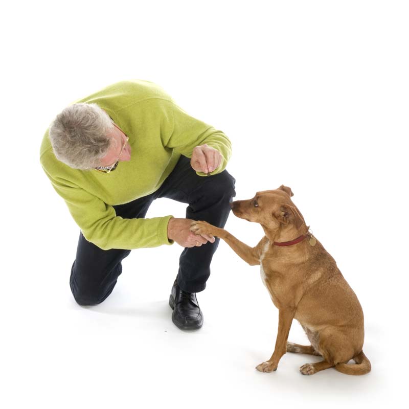 research paper on dogs neutering dogs research paper research paper on dogs neutering dogs research paper