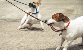 How to stop my puppy from chewing his leash