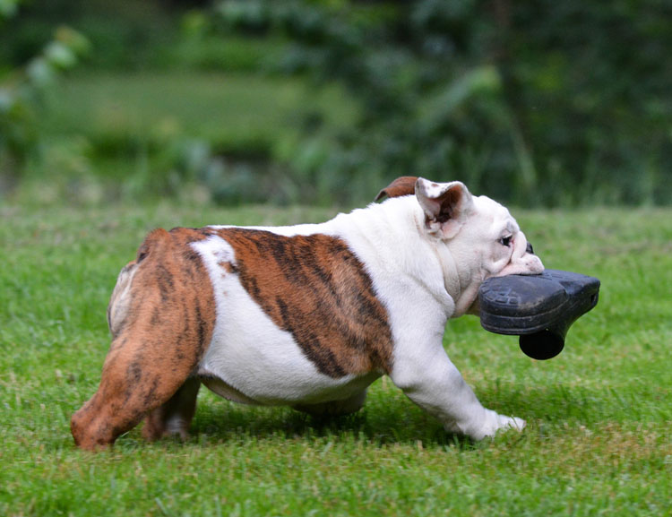 when to give puppy how to a puppy to give items back nation when to give puppy how to a puppy to give items back nation