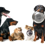 What Happens When Dogs Eat Mushrooms What Happens When Dogs Eat Mushrooms