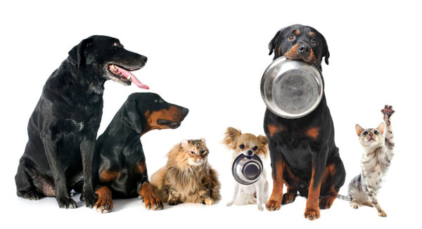 Best Canned Dog Food >> Feeding Multiple Dogs at Once | Dog Training Nation Best Canned Dog Food >> Feeding Multiple Dogs at Once | Dog Training Nation