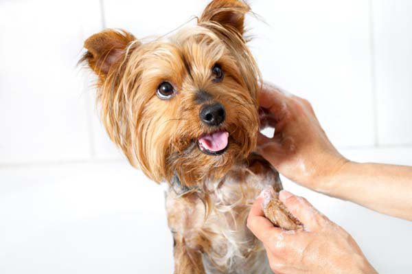 Make Bathtime Fun For Your Dog | how to make bath time fun for dogs dog training nation Make Bathtime Fun For Your Dog | how to make bath time fun for dogs dog training nation