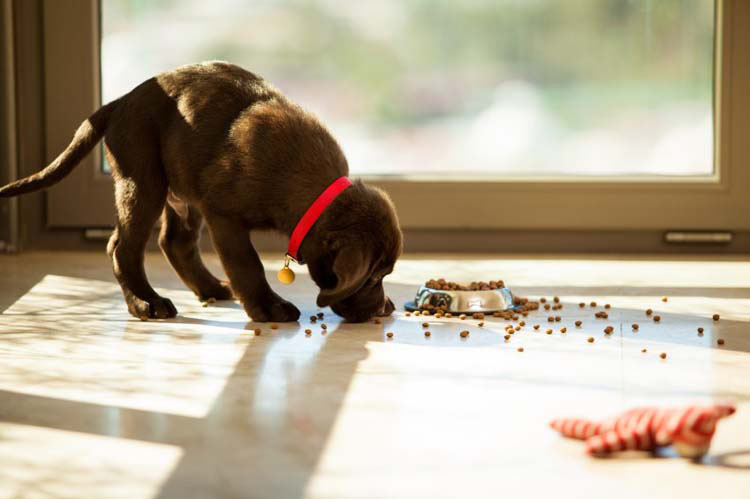 Why Does My Dog Eat Toys Why Does My Dog Eat Toys