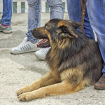 Fake Dog Breed Names Fake Dog Breed Names