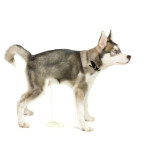 puppy pees when excited pees when excited solutions to change the behavior puppy pees when excited pees when excited solutions to change the behavior