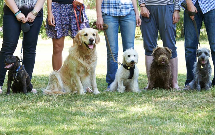 11 Common Dog Training Questions | Dog Training Nation