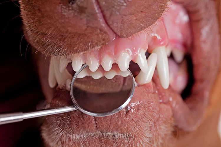 best way to clean dogs teeth easiest way to clean your s teeth nation best way to clean dogs teeth easiest way to clean your s teeth nation