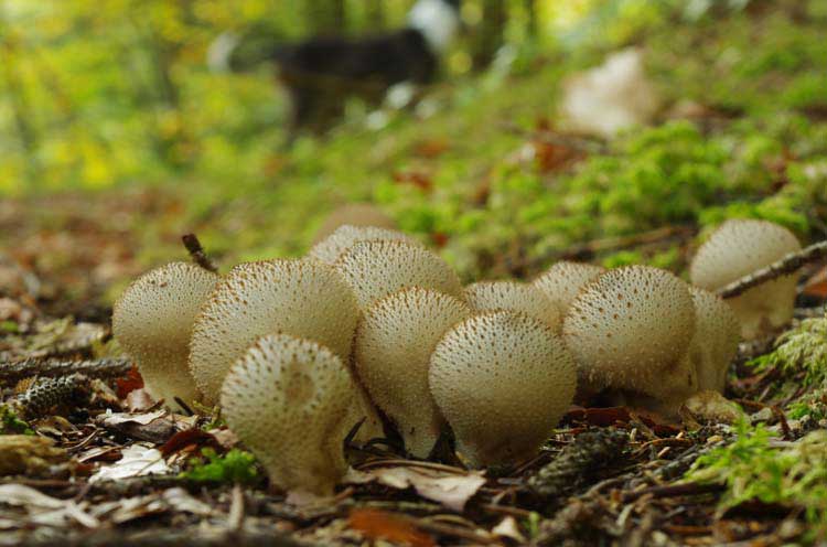 can dogs eat mushrooms can dogs eat mushrooms no they can t nation can dogs eat mushrooms can dogs eat mushrooms no they can t nation