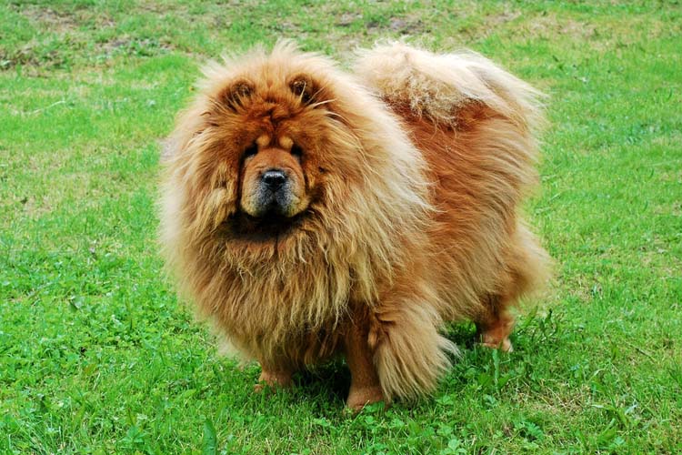 chow chow breed breed of the week chow chow nation chow chow breed breed of the week chow chow nation