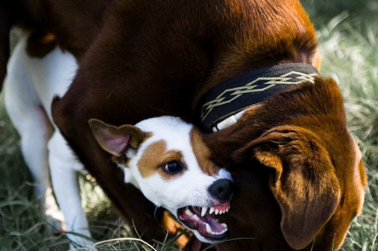 puppy playtime puppy play isn t for every puppy nation puppy playtime puppy play isn t for every puppy nation