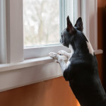 Sneak Out Tips Dog Barking Sneak Out Tips Dog Barking