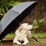 adult sex videos tube 8 puppy wont pee in the rain