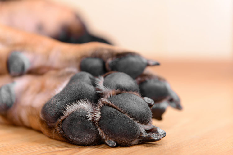 How To Get Dog Shoes On Back Paws How To Get Dog Shoes On Back Paws