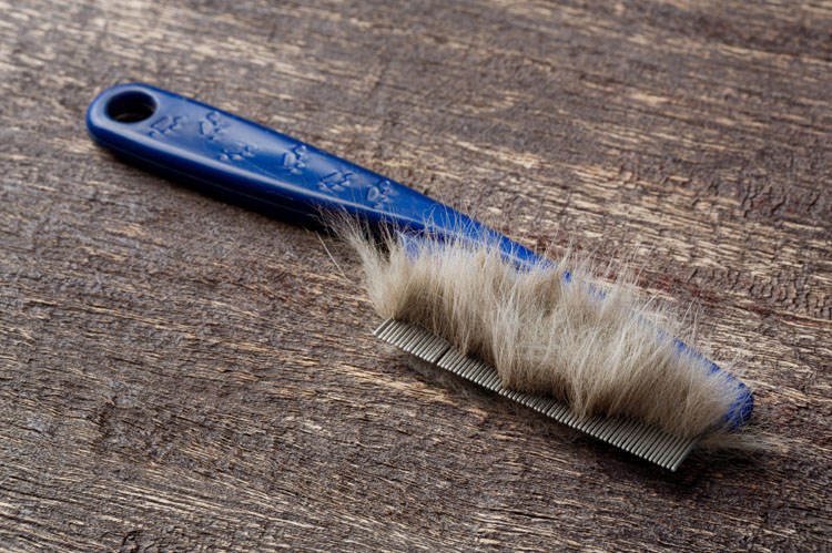 how to reduce shedding how to reduce shedding nation how to reduce shedding how to reduce shedding nation