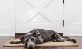 leaving puppy home alone leaving home alone archives nation leaving puppy home alone leaving home alone archives nation