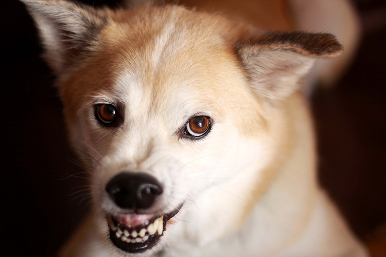 aggression in dogs reasons for sudden aggression in dogs how to fix it aggression in dogs reasons for sudden aggression in dogs how to fix it