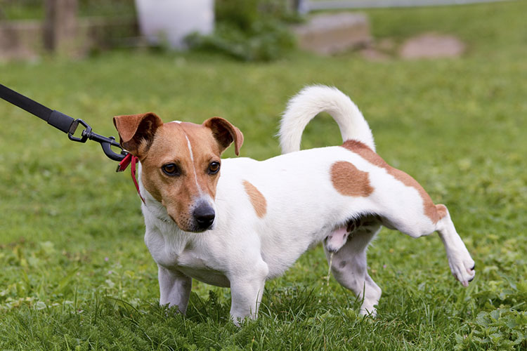 puppy pees when excited urine sle how to collect from a or puppy pees when excited urine sle how to collect from a or