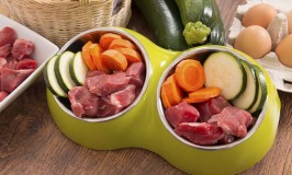What You Should Feed Your Dog for Better Health