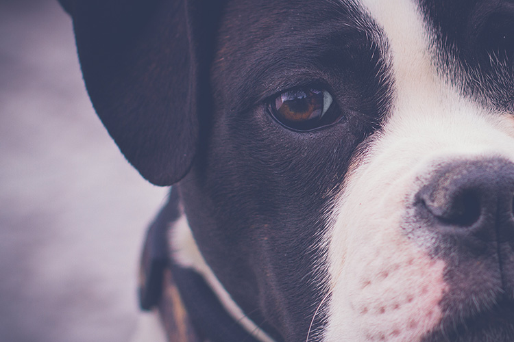 cognitive dysfunction in dogs my experience with canine cognitive dysfunction nation cognitive dysfunction in dogs my experience with canine cognitive dysfunction nation