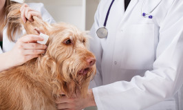 How To Clean Your Dog’s Ears At Home