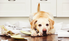 Simple Solution To Stop Your Dog From Getting Into Your Trash