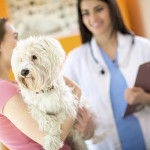 How Can I Stop My Deaf Dog From Barking How Can I Stop My Deaf Dog From Barking