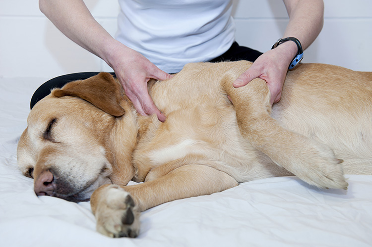 How to Massage Your Dog How to Massage a Dog