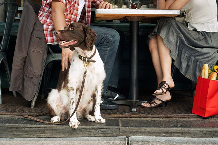 6 Tips For Dining In Dog-Friendly Restaurants Dog-Friendly Restaurants