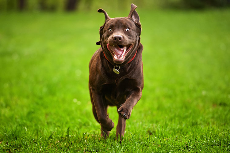normal puppy behavior don t worry zoomies are normal nation normal puppy behavior don t worry zoomies are normal nation