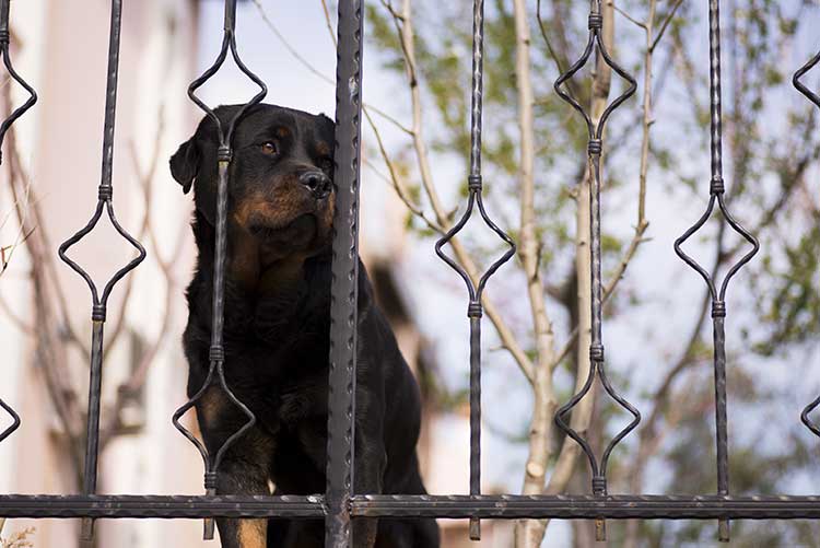 What You Need To Know About HOA Pet Restrictions Homeowners Association Rules and Regulations