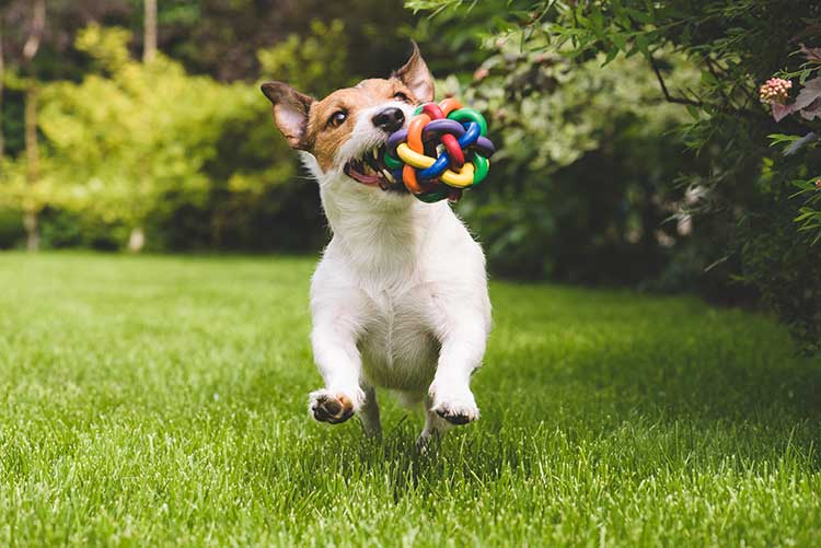 Dogs Find Choices Very Rewarding Easiest Way to Train a Dog