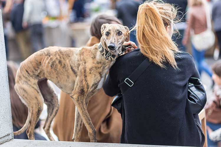 Why You Shouldn’t Bring Your Dog To Festivals Dog-Friendly Festivals