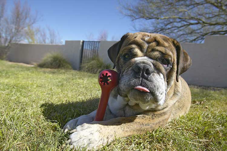 kong stuffing ideas puppies