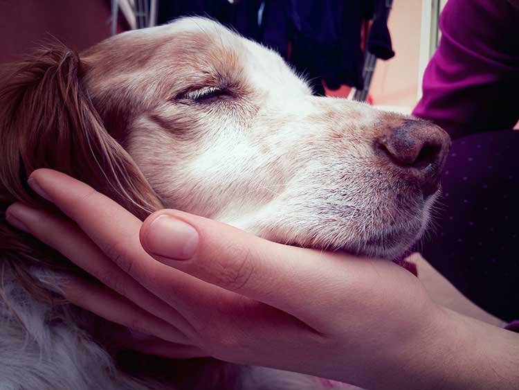 6 Benefits Of Adopting An Older Dog Adopting An Older Dog