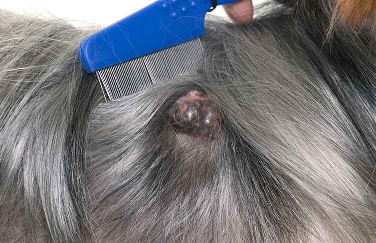 lumps on dogs 4 steps to take when you find lumps on dogs nation lumps on dogs 4 steps to take when you find lumps on dogs nation