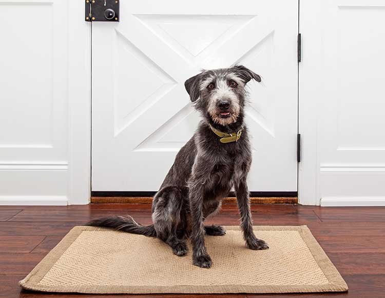 Does Permission-Based Dog Training Work? Permission-Based Dog Training