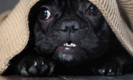 3 Common Dog Fears You Should Know About