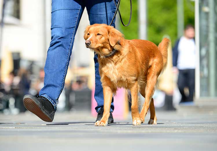 akc puppy test what is the akc canine citizen test nation akc puppy test what is the akc canine citizen test nation