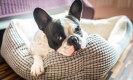 Is Your Dog Bored?