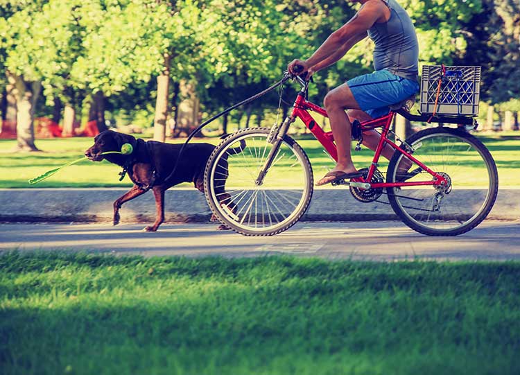 7 Tips For Bike Riding With Your Dog Dog Training Nation